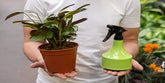 The Science Behind Fertilizer for Flowering Plants